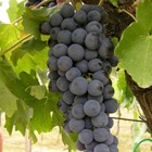 Vigne vinifera cardinal/vitis vinifera cardinal[-]pot de 3l - 120 cm