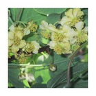 Kiwi chinensis tomuri (mâle)/actinidia chinensis tomuri (mâle)[-]pot de 3l - 60/120 cm