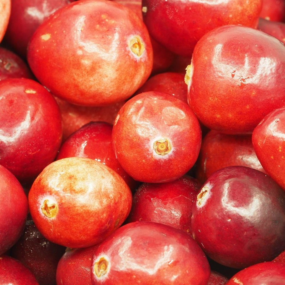 Canneberge à gros fruits, airelles, cranberry macrocarpon pilgrim/vaccinium macrocarpon pilgrim[-]godet - 5/20 cm