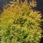 Thuya du canada occidentalis rheingold/thuja occidentalis rheingold[-]pot de 3l - 20/40 cm