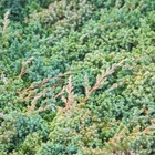 Genévrier prostré procumbes nana/juniperus procumbes nana[-]godet - 5/20 cm