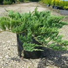 Genévrier rampant horizontalis turquoise spreader/juniperus horizontalis turquoise spreader[-]pot de 3l - 20/40 cm
