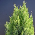 Genévrier commun communis sentinel/juniperus communis sentinel[-]godet - 5/20 cm