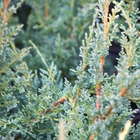 Genévrier de chine chinensis blaauw variety/juniperus chinensis blaauw variety[-]godet - 5/20 cm
