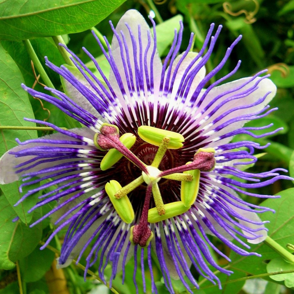 Passiflore caerulea purple haze/passiflora caerulea purple haze[-]pot déco de 5,7l - echelle bambou 90 cm