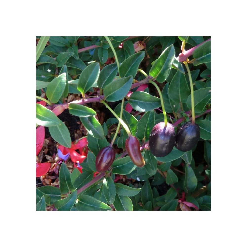 Fuchsia regia 'reitzii'/fuchsia regia 'reitzii'[-]pot de 3 l - 40/50 cm
