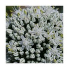 Ciboulette blanche white one/allium schoenoprasum white one[-]godet