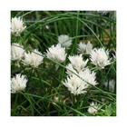 Ciboulette blanche corsican white/allium schoenoprasum corsican white[-]godet