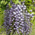 Glycine du japon floribunda violacea plena/wisteria floribunda violacea plena[-]pot de 7,5l - 100/150 cm