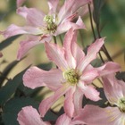 Clématite montana rosebud® 'robud'/clematis montana rosebud® 'robud'[-]pot de 1,8l