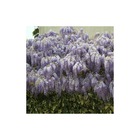Glycine de chine sinensis/wisteria sinensis[-]pot de 1l - tuteur 60 cm