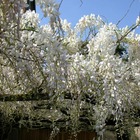 Glycine de chine sinensis var. Alba/wisteria sinensis var. Alba[-]pot de 7,5l - 100/150 cm