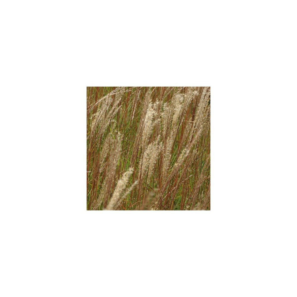 Herbe à éléphant kleine silberspinne/miscanthus sinensis kleine silberspinne[-]pot de 2l