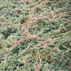 Genévrier commun communis green carpet/juniperus communis green carpet[-]pot de 1,5l - 10/20 cm