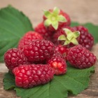 Mûre tayberry/rubus tayberry[-]godet - 5/10 cm