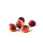 Canneberge à gros fruits, airelles, cranberry macrocarpon howes/vaccinium macrocarpon howes[-]godet - 5/10 cm