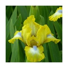 Iris des jardins granada gold/iris germanica granada gold[-]lot de 3 godets