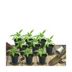 Géranium vivace philippe vapelle/geranium philippe vapelle[-]lot de 9 godets
