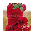 Rose trémière chater's double rouge/alcea rosea chater's double rouge[-]lot de 9 godets