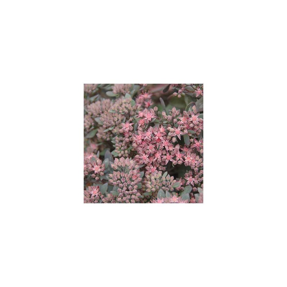 Orpin red canyon/sedum x red canyon[-]lot de 5 godets
