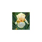 Iris des jardins feminine charm/iris germanica feminine charm[-]lot de 5 godets