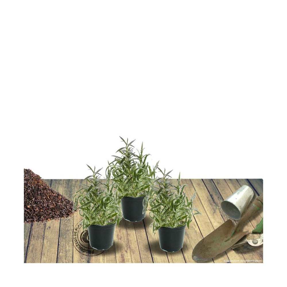 Hélénie kanaria/helenium kanaria[-]lot de 3 godets