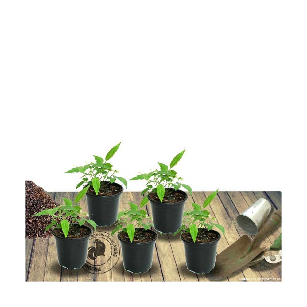 Échinacée purpurea green jewel®/echinacea purpurea green jewel®[-]lot de 5 godets