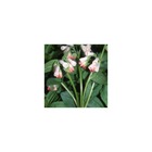 Consoude à grandes fleurs hidcote pink/symphytum grandiflorum hidcote pink[-]lot de 5 godets
