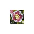 Hellébore orientale white lady spotted/helleborus orientalis white lady spotted[-]lot de 5 godets