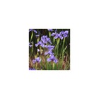 Iris de sibérie pirouette/iris sibirica pirouette[-]lot de 3 godets