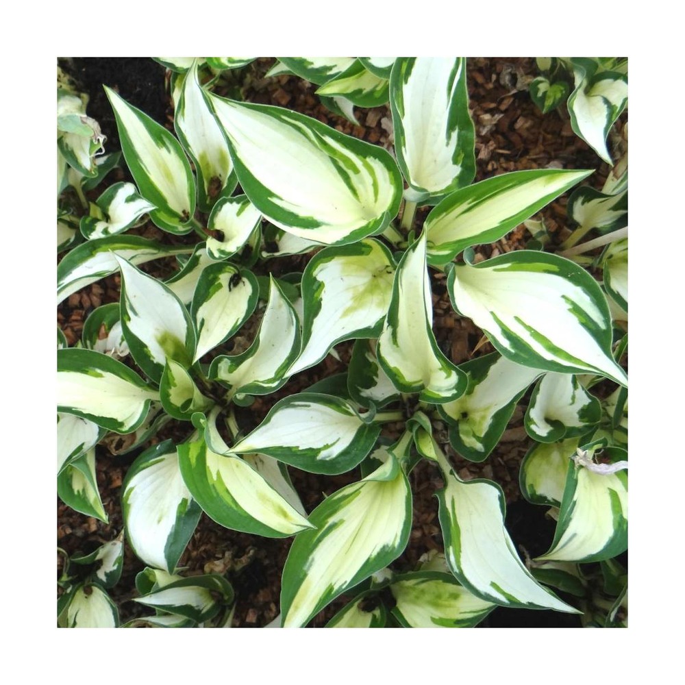 Hosta fire and ice/hosta x fire and ice[-]lot de 9 godets