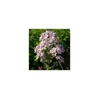 Campanule à fleurs laiteuses loddon anna/campanula lactiflora loddon anna[-]lot de 9 godets