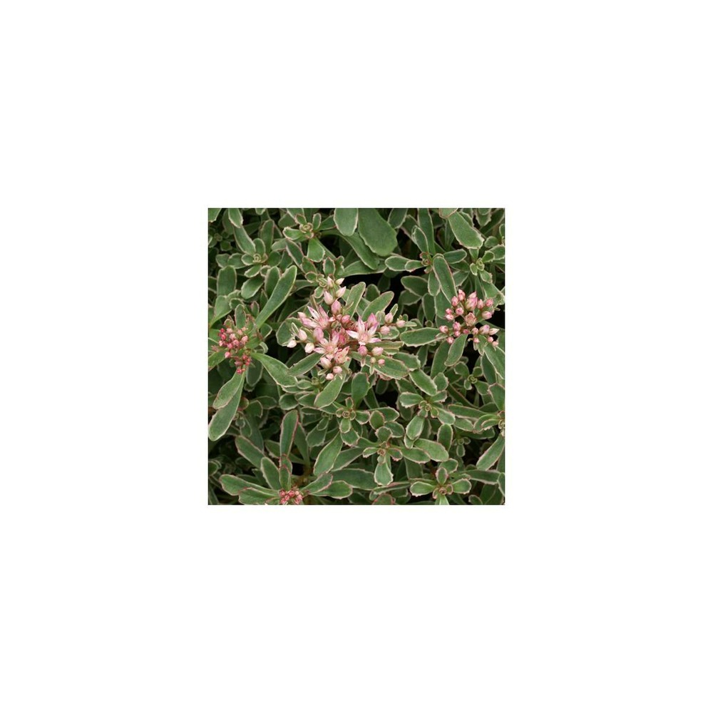 Orpin spurium variegatum/sedum spurium variegatum[-]lot de 5 godets