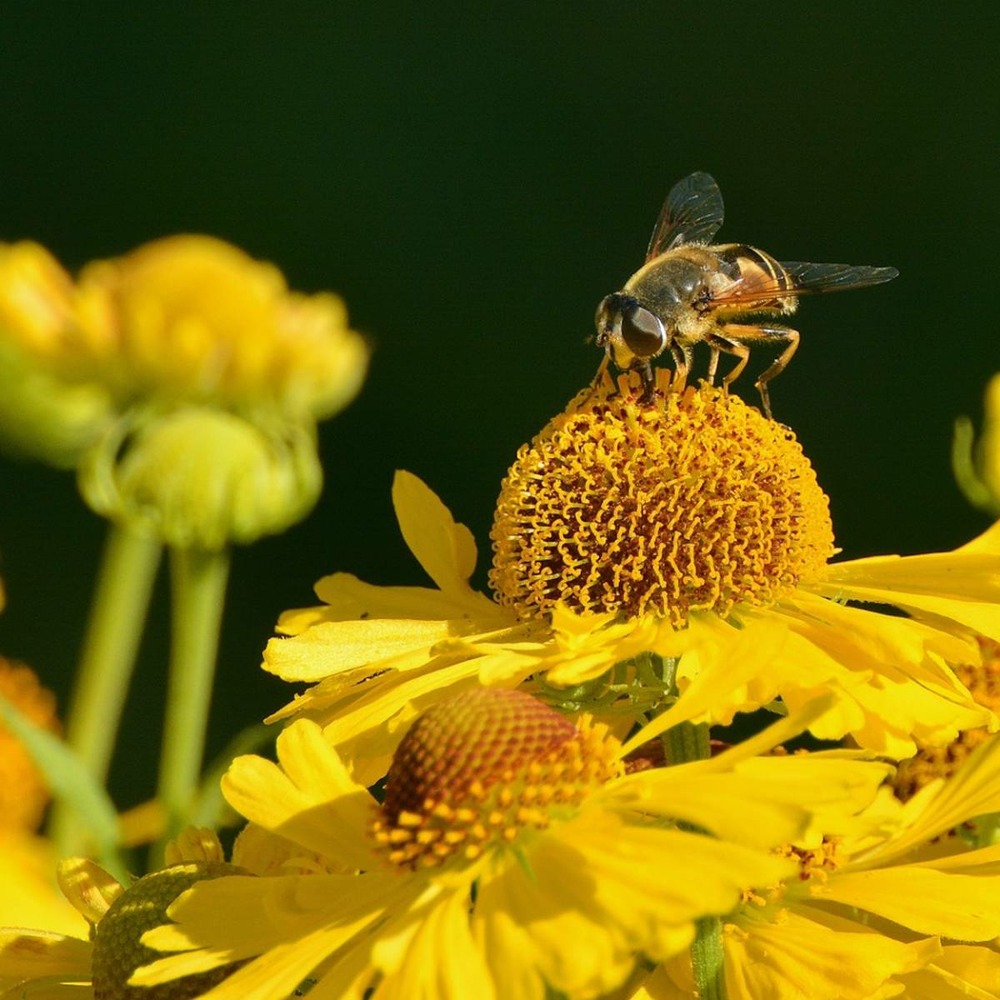 Hélénie kanaria/helenium kanaria[-]lot de 5 godets