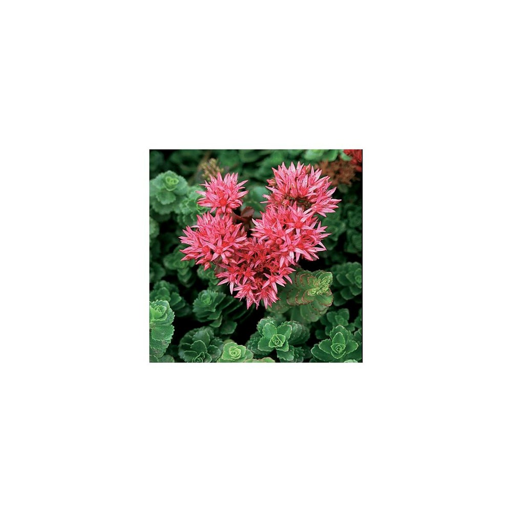 Sedum Spurium (Orpin Bâtard) En Godet - Plante Succulente Couvre-sol Rustique - Floraison Rose été - Feuillage Persistant