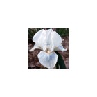 Iris des jardins cutie/iris germanica cutie[-]lot de 3 godets