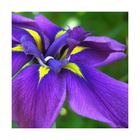 Iris japonais sensation/iris ensata sensation[-]lot de 9 godets
