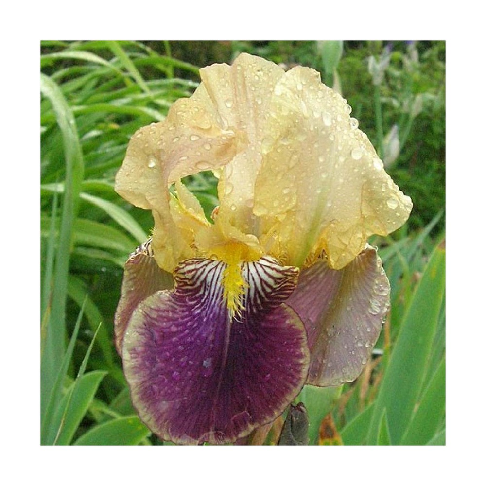 Iris des jardins nibelungen/iris germanica nibelungen[-]lot de 5 godets