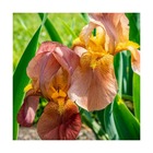 Iris des jardins natchez trace/iris germanica natchez trace[-]lot de 5 godets