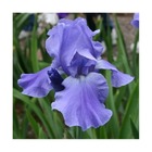 Iris des jardins pacific panorama/iris germanica pacific panorama[-]lot de 3 godets