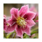 Hellébore orientale pink spotted lady/helleborus orientalis pink spotted lady[-]lot de 5 godets