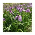 Iris japonais météor/iris ensata météor[-]lot de 5 godets