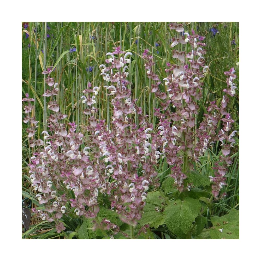 Graines De Sauge Sclarée Bio - Salvia Sclarea - Environ 50 Semences - Plante Aromatique