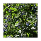 Consoude bleue/symphytum azureum[-]godet