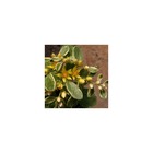 Orpin kamtschaticum variegatum/sedum kamtschaticum variegatum[-]lot de 9 godets