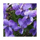 Violette parfumée mrs pinehurst/viola x mrs pinehurst[-]lot de 9 godets