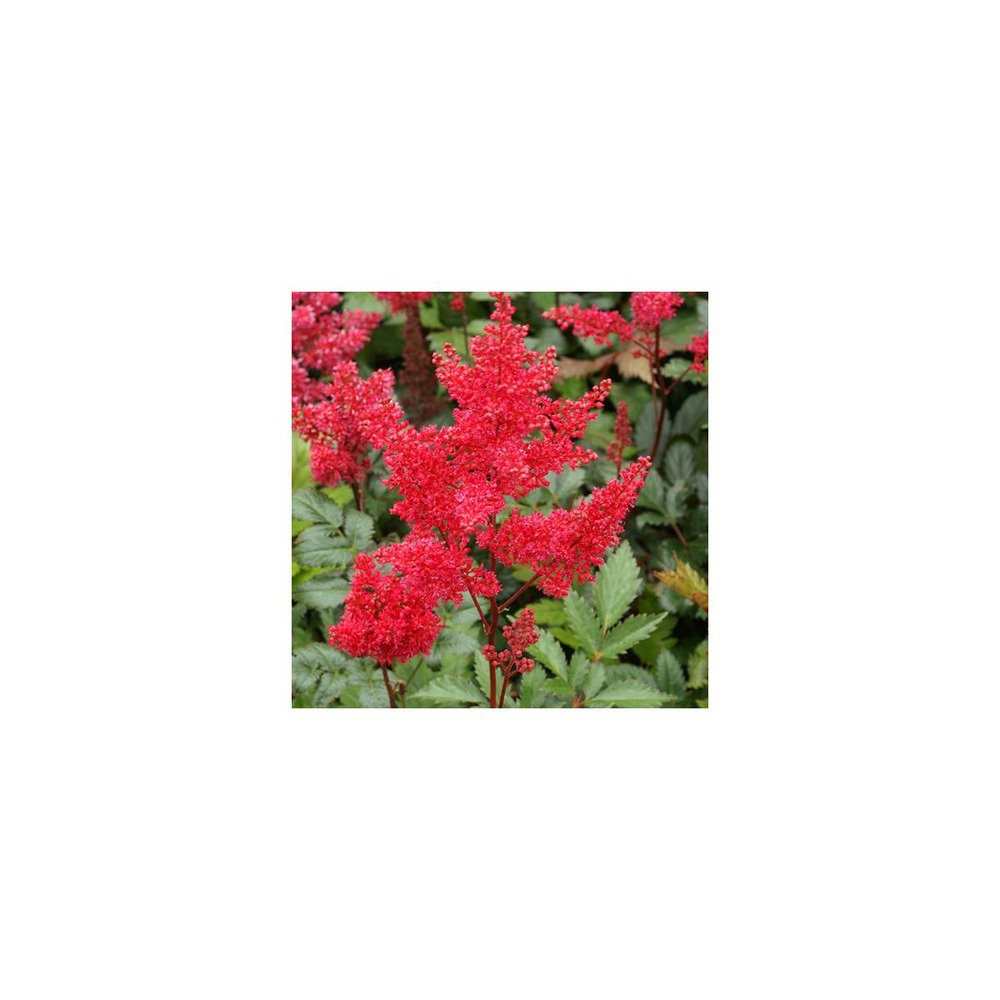 Astilbe du japon montgomery/astilbe japonica 'montgomery'[]lot de 9