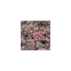 Orpin red canyon/sedum x red canyon[-]lot de 9 godets