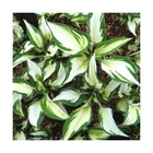 Hosta fire and ice/hosta x fire and ice[-]lot de 3 godets