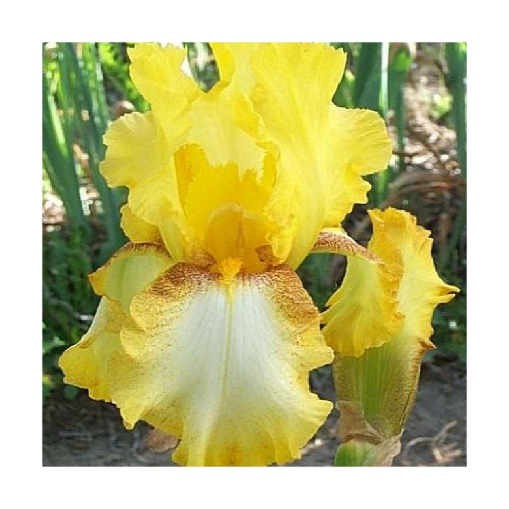 Iris des jardins radiant apogee/iris germanica radiant apogee[-]lot de 9 godets